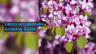 Cercis occidentalis Growing Guide Western redbud by GardenersHQ [upl. by Brocky116]