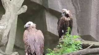 Cinereous Vultures at Milwaukee County Zoo [upl. by Mairim]