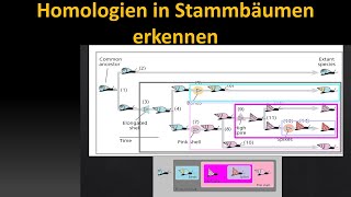 Kladistik Tutorial 3 Homologie und verschachtelte Hierarchie [upl. by Gensler604]