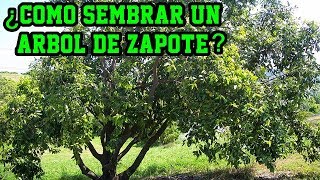 ¿Cómo sembrar un árbol de Zapote Casimiroa edulis Cultivo del zapote [upl. by Krasner]