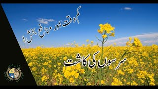 Mustard Cultivation  سرسوںرائی کی کاشت  Sarson Rai ki Kasht [upl. by Aw]