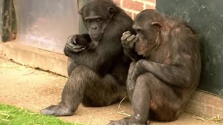 4 Things You Didnt Know about Chimps  BBC Earth [upl. by Hcra]