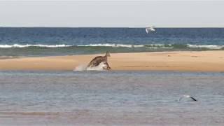 Kangaroo Swimming from Shoalhaven into Eurobodalla NSW Australia 2018 [upl. by Aitnohs859]