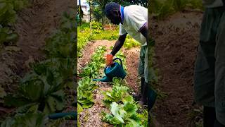 Organic liquid fertilizer application organicgardening shorts [upl. by Greabe]