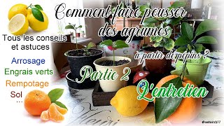 Entretien des citronniers et agrumes en pot en intérieur  soins arrosageLemon tree care advices [upl. by Emmanuel907]