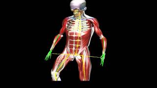 Motion Data captured in the BioDigital Human [upl. by Harv]