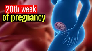 20 Weeks Pregnant Incredible Baby Development and Milestones [upl. by Crofton]