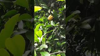 Wonderful Garcinia Fruit😍 in my garden shorts shortsvideo garcinia kudampuli gardeningvideos [upl. by Mw]