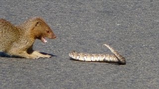 Slender Mongoose Interaction With Puff Adder Black amp White  Latest Wildlife Sightings [upl. by Lilly]