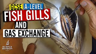 GCSE  A level Biology  Fish Gills and Gas Exchange Fish Head Dissection [upl. by Zorana]