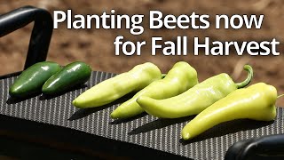 Planting Beets for Fall Harvest [upl. by Eisso]