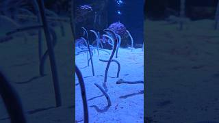 Seoul Coex Aquarium shorts viralshorts funny [upl. by Arednaxela284]