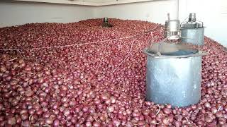 Onion storage best process in India desi tarika [upl. by Arekahs]