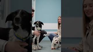 Potty Training Tips for Puppies PuppyTraining PottyTraining DogCare pettrainning pets [upl. by Stav]