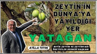 quotZEYTİNİN DÜNYAYA YAYILDIĞI YER YATAĞANquot Ecz Atilla Totoş  Yatağan Turgut Zeytin Hasat Şenliği [upl. by Sadie]