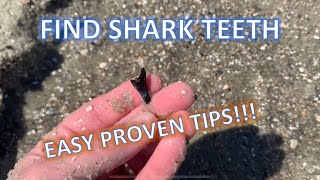 HOW TO FIND SHARK TEETH at the beach [upl. by Hafirahs]