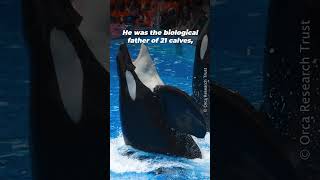 This is Tilikum’s Story shortsfeed [upl. by Karen]