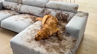 Dog Makes Muddy Mess 😮🤣 FUNNIEST Animal Videos [upl. by Ahsenom]