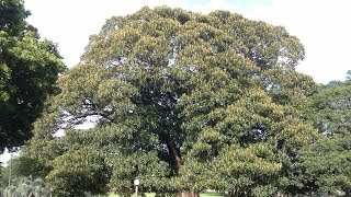 Plant ID Camphor Tree Cinnamomum camphora [upl. by Tnirb]