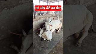 मां और बेटी का प्रेम Haryana cow tharparkar cow breed Tharparkar bull Sahiwal cow rathi cow for sale [upl. by Latt472]