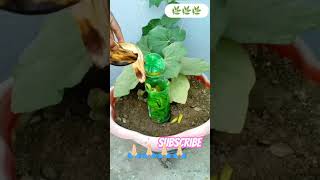 Shortvideohouseplants indoorgardening plzdosuporrtmychanlfriends 🙏🏻🙏🏻🙏🏻🙏🏻 [upl. by Anertac]