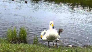 cygne chanteur whooper swan Zoo sauvage de St Félicien [upl. by Blaire268]