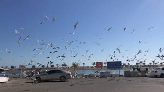 hundreds and hundreds of seagulls flocking at a fish market in Oman February 15th 2020 [upl. by Nennahs]