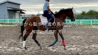 動画で解説「常歩から駈歩発進をする時の馬の肢の動き」 [upl. by Gollin445]