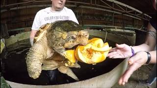 Kong The Alligator Snapping Turtle Bites Pumpkin [upl. by Florin]