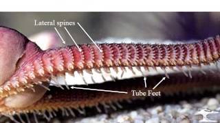 Echinoderms 3 crinoids ophiuroids [upl. by Swee]