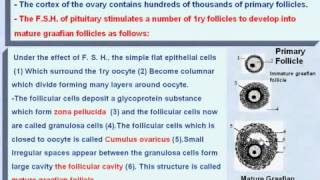 8 General Embryology The Development of the Graafian Follicle [upl. by Udele]