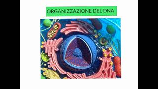 CORSO DI BIOLOGIA MOLECOLARE  TRASCRIZIONE DEL DNA CONTINUAZIONE  LEZIONE 3 [upl. by Pennie]