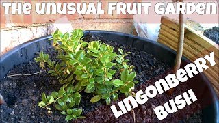 Planted Lingonberry Bush Added To The Unusual Fruit Garden [upl. by Lzeil]