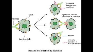 Utilisation des anticorps monoclonaux en immunotherapie [upl. by Coughlin]