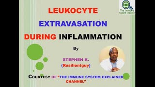 Leukocyte Extravasation  Inflammation [upl. by Bunni444]