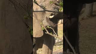 Ein Elefant beim Mittagessen 😍🐘 balulenisafarilodge4944 [upl. by Soisatsana]