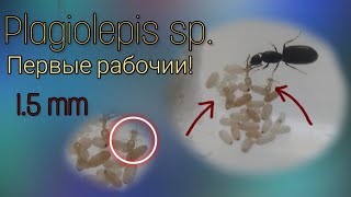 Первые рабочии Plagiolepis sp   15 mm в длину [upl. by Candida]