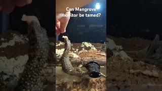 Can Mangrove monitor be tamed [upl. by Soracco216]