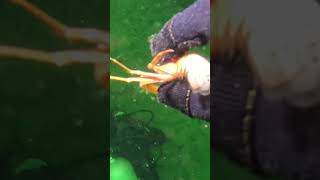 Get crabbed loser scubadiving crabs jaws [upl. by Lorien]