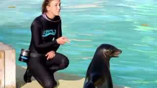 Les otaries  interactions et spectacles   Zoo De Beauval 2015 [upl. by Enovi]