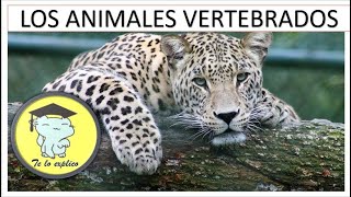 LOS ANIMALES VERTEBRADOS 2021 [upl. by Eelyrehc480]