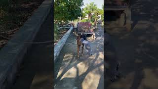 🦮Belgian Malinois training p3 dog malinois becgiegermanshepherd chó pets dog [upl. by Latsyrhk73]