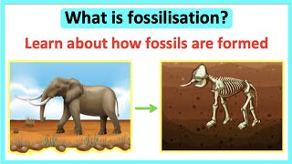 What are fossils  The process of fossilisation  Educational science lesson [upl. by Quintana]