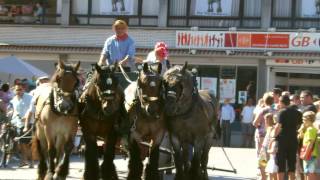 cortege of 80 Belgian draft horses [upl. by Aetnuahs]