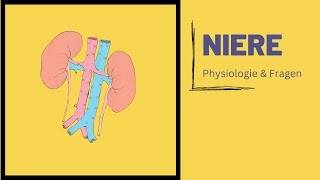 Nierenanatomie amp Physiologie  Was kann sie eigentlich [upl. by Ahsilet]