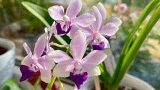 Doritaenopsis Tzu Chiang Sapphire  Beautiful Orchid [upl. by Ecirtnahc]