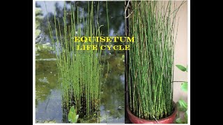 EQUISETUM Life cyclePteridophytePolypodiopsidaMorphology Anatomy and Reproduction of Equisetum [upl. by Takashi]