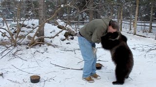 Millie our Syrian Brown Bear at 9 months old [upl. by Vasya]