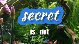 SECRET Fish Food thatll CHANGE YOUR AQUARIUM FOREVERmp4 [upl. by Beebe]