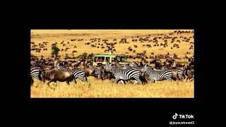 Tanzania  Serengeti National Park Tour [upl. by Wrench]